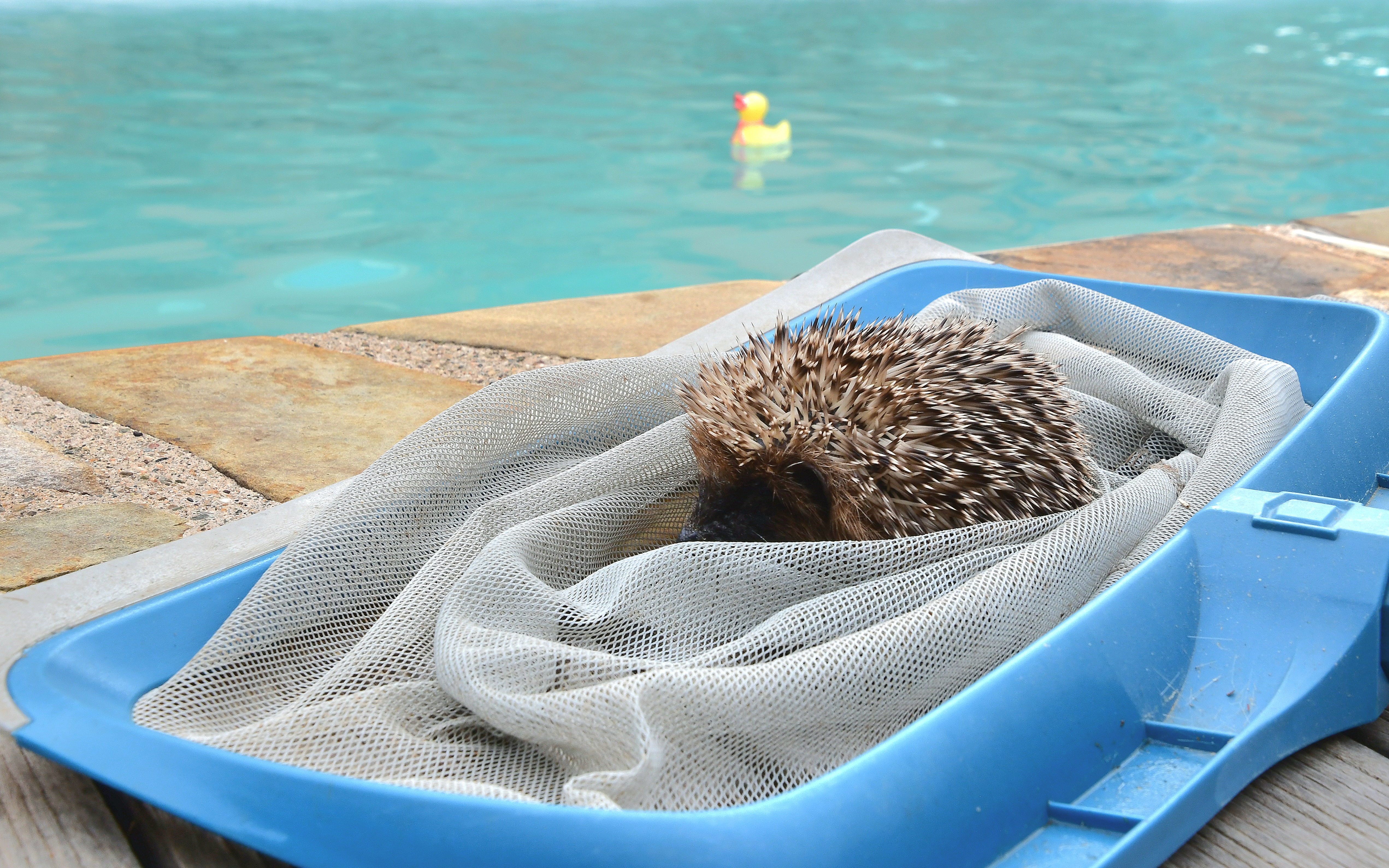 Hérisson piscine  © LPO Occitanie